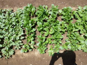 harvest japanese mustard spinach