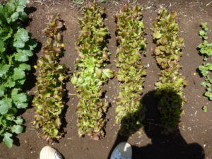 harvest sunny lettuce