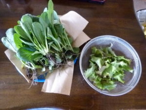 japanese mustard spinach sunny lettuce