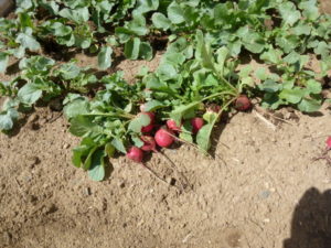 radish