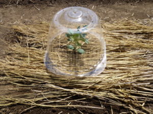 seedling hat