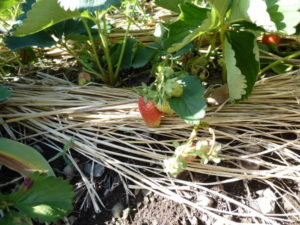 cultivate strawberry