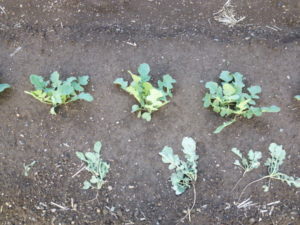 disbudding japanese white radish