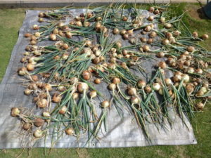 harvest onion