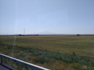 silkroad wheat field