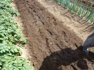 sprinkle chemical fertilizer