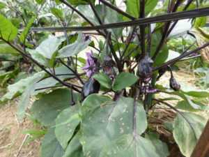 US eggplant 20170716