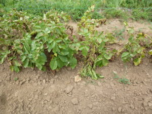 baron potato 20170716