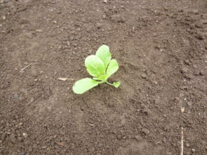 cover with soil napa cabbage