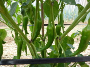 daibeni pepper 20170716