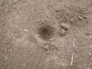 dig hole napa cabbage