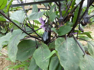 eggplant 20170716