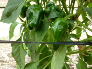 green pepper 20170716