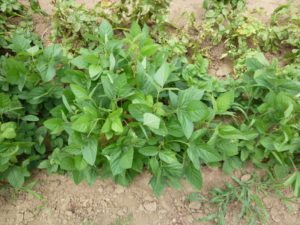 green soybeens 20170716