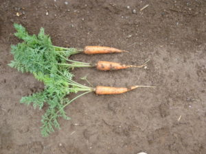 harvest-carrot