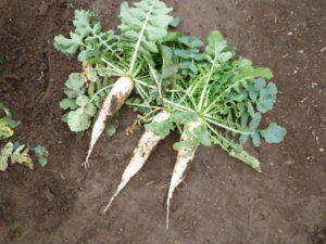 harvest japanise white radish