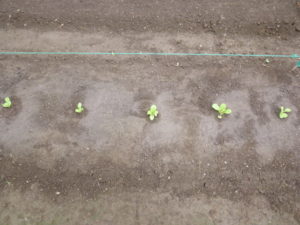 interval seedling of napa cabbage