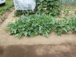 kodama water melon 20170716