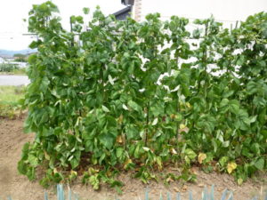 phaseolus vulgaris 20170716