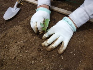 plant-seedling-of-cabbage