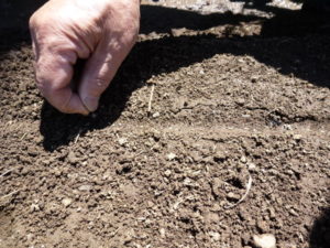 stripe seeding carrot