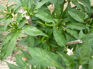 takanotsume 20170716