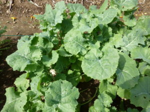 chirimen fuyuna 20170930