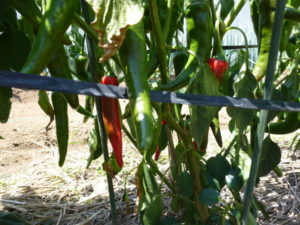 daibeni pepper 20170819