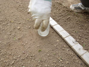 dig hole japanese white radish