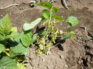 green soybeens 20170819