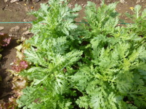 harvest garland chrysanthemum