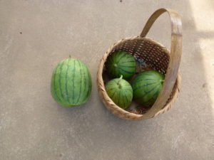 harvest kodama water melon