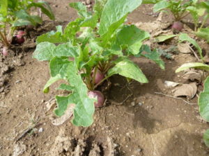 harvest red turnip