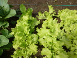 leaf lettuce 20170930