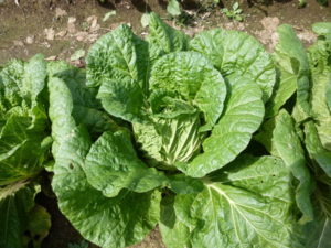 napa cabbage 20170930