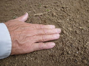 push sowing soil japanese white radish