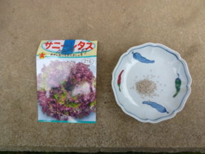 seeds of sunny lettuce