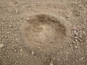 sow seeds of japanese white radish