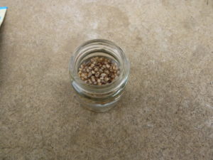 sprouting seeds of spinach