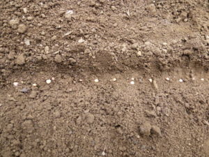 stripe seedling zoom