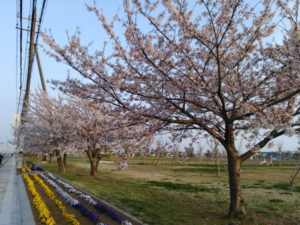 kamisu central park cherry blossoms