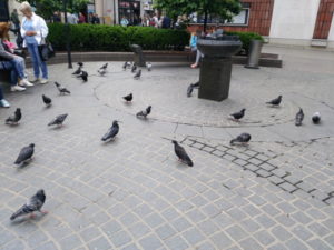 krakow old town all saints square pigeon
