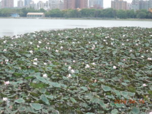 kaohsiung lotus pond lotus flower