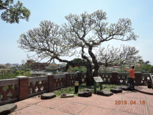 tainan anping old fort frangipani