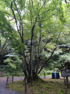 hyakusaiji-sennen-bodaiju