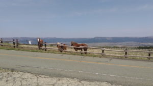 aso panorama line horse