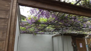 kamado jigoku wisteria