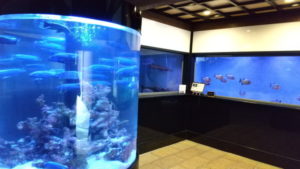 shiraike jigoku fish museum2