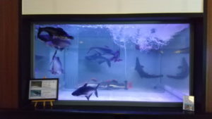 shiraike jigoku fish museum3