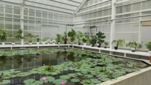 umi jigoku greenhouse2